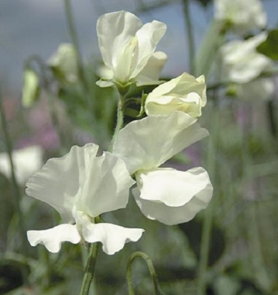 Picture of Sweet Pea Spencer Jilly